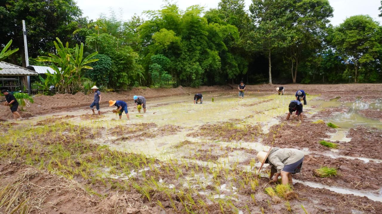 ภาพประกอบที่ 11