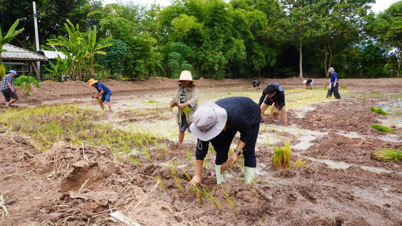 ภาพประกอบที่ 8