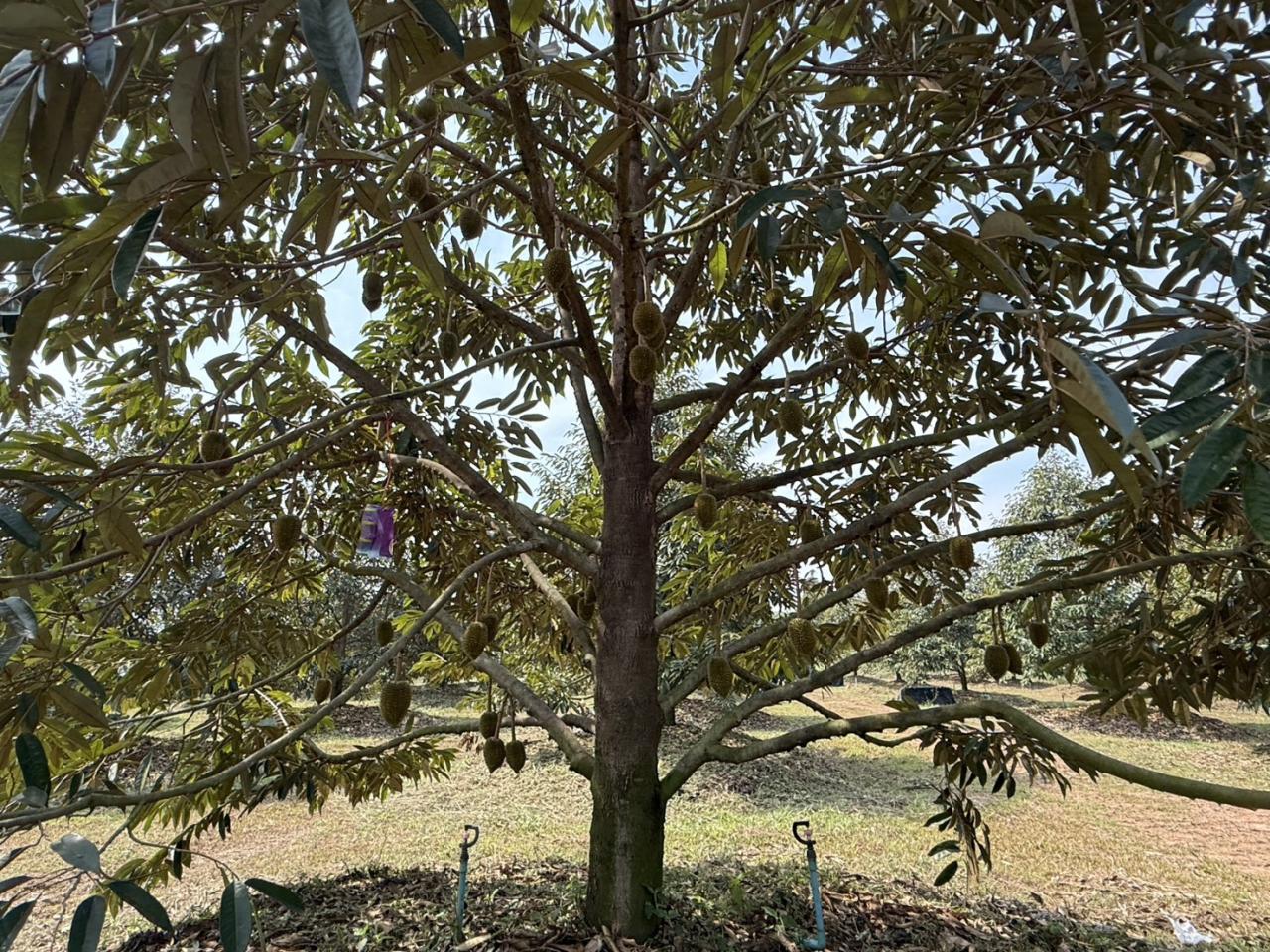 ภาพประกอบที่ 3