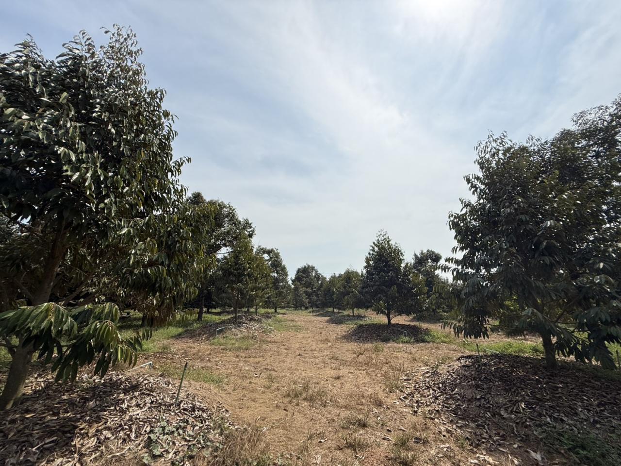 ภาพประกอบที่ 8