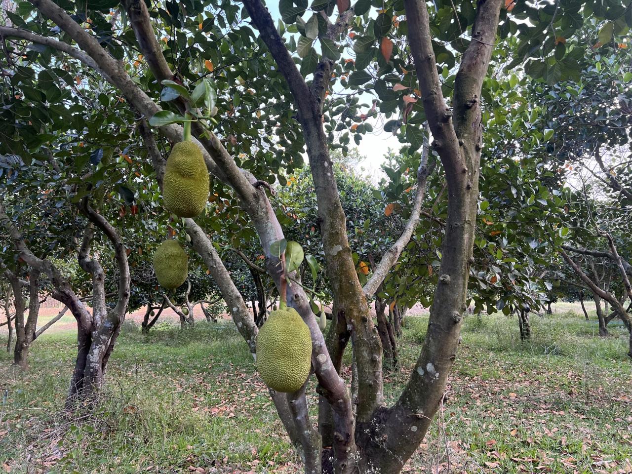 ภาพประกอบที่ 12