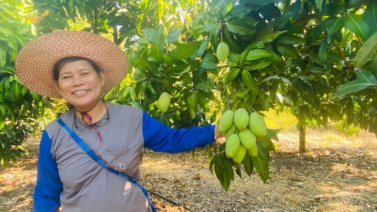 ภาพประกอบที่ 0