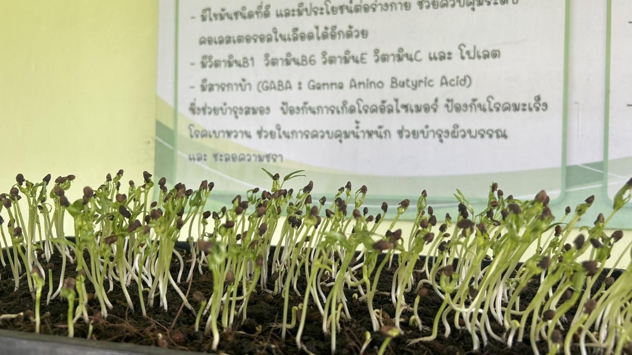 ภาพประกอบที่ 19