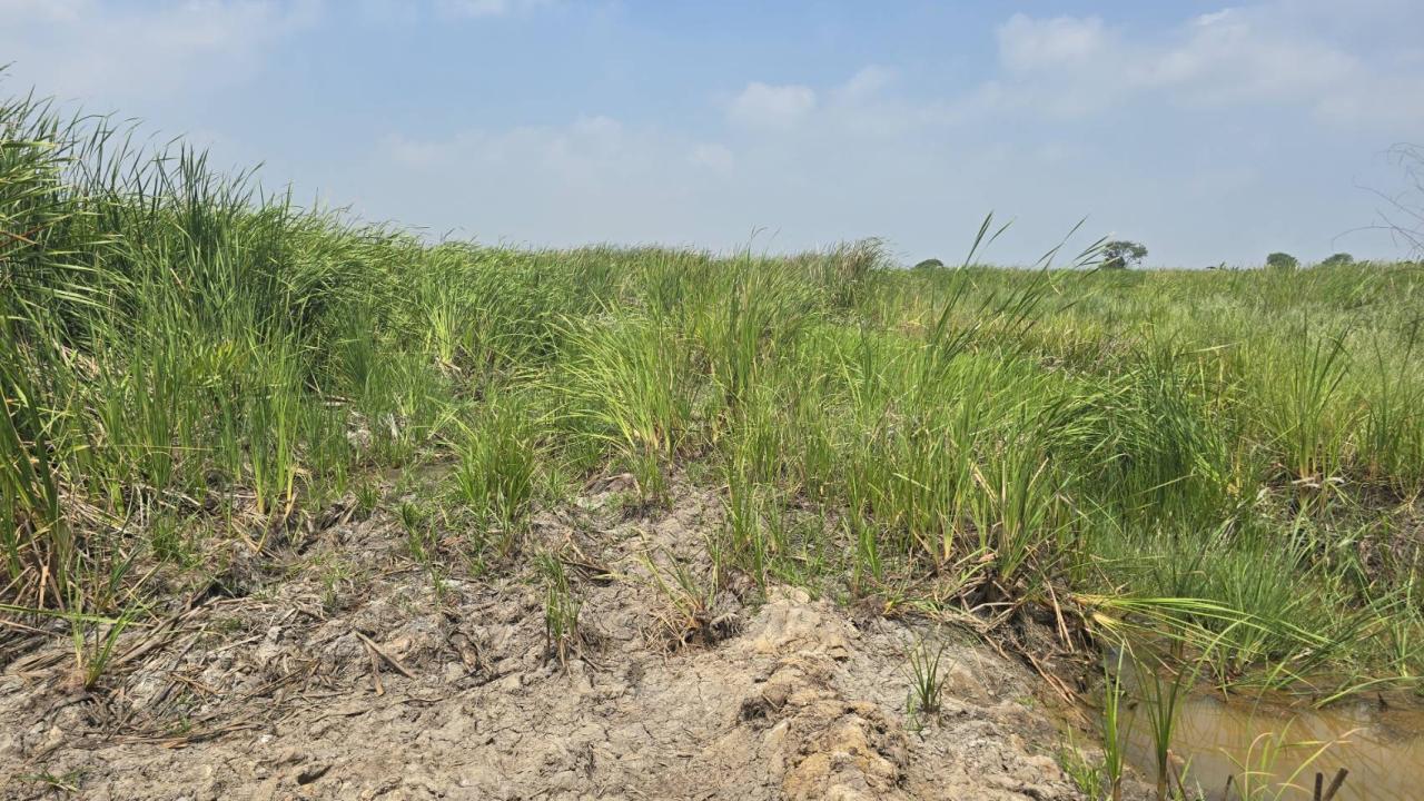 ภาพประกอบที่ 7