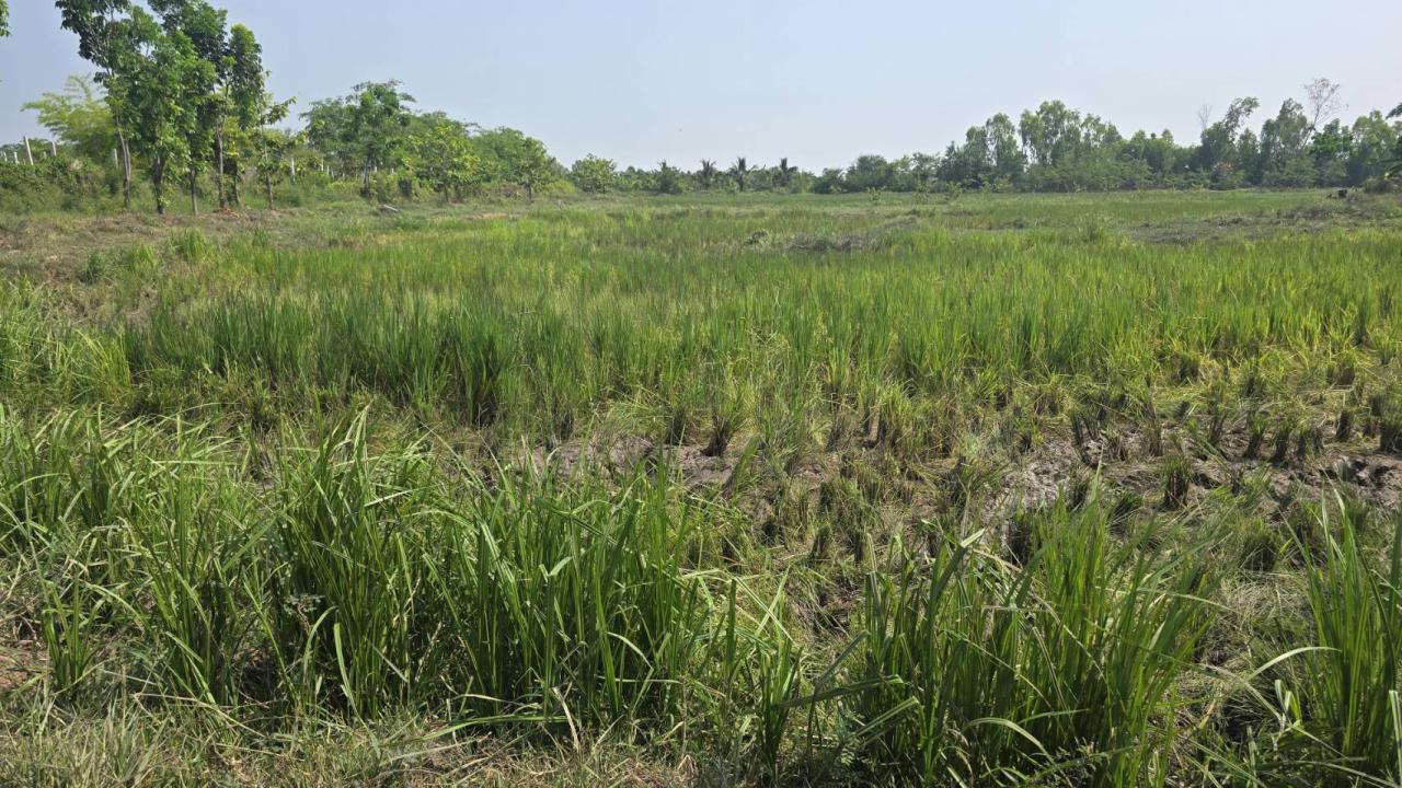 ภาพประกอบที่ 8