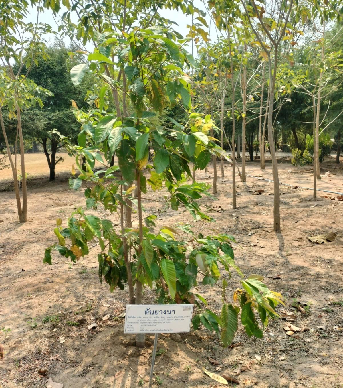 ภาพประกอบที่ 6