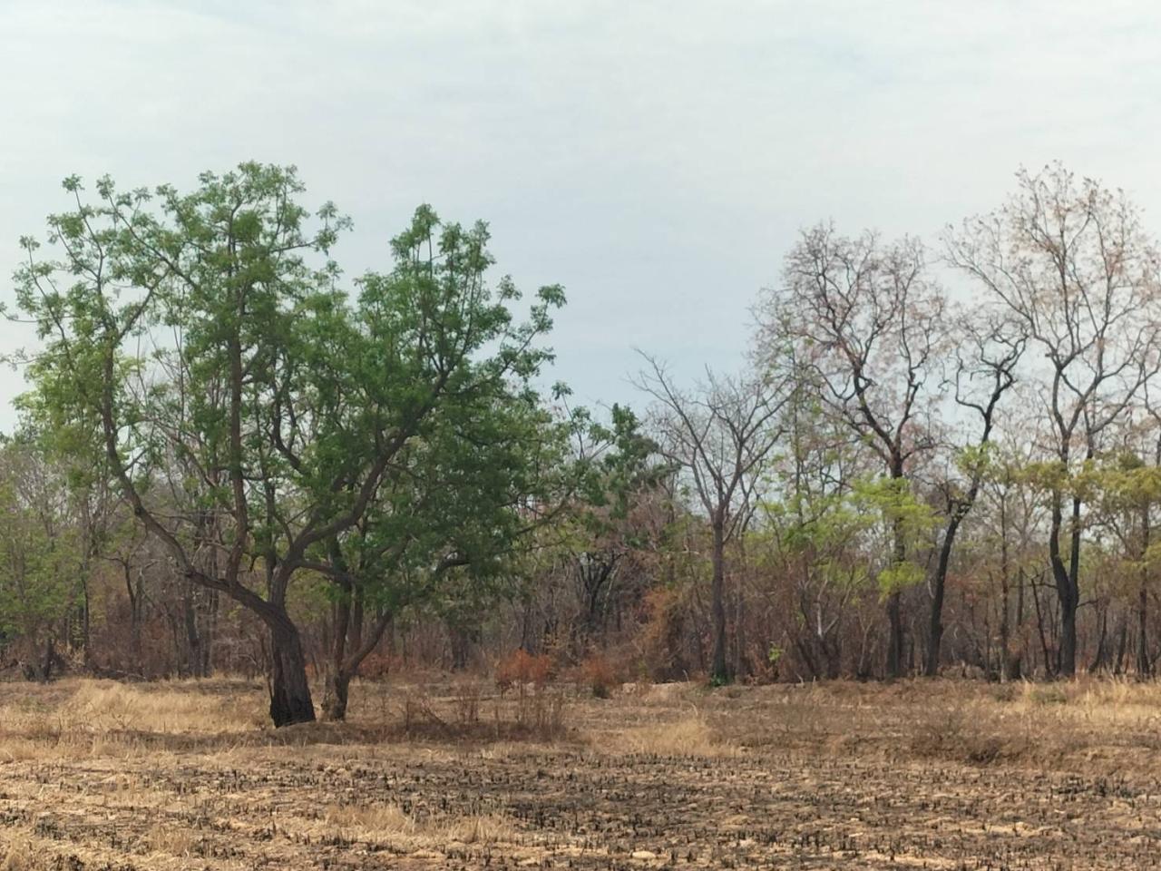 ภาพประกอบที่ 0