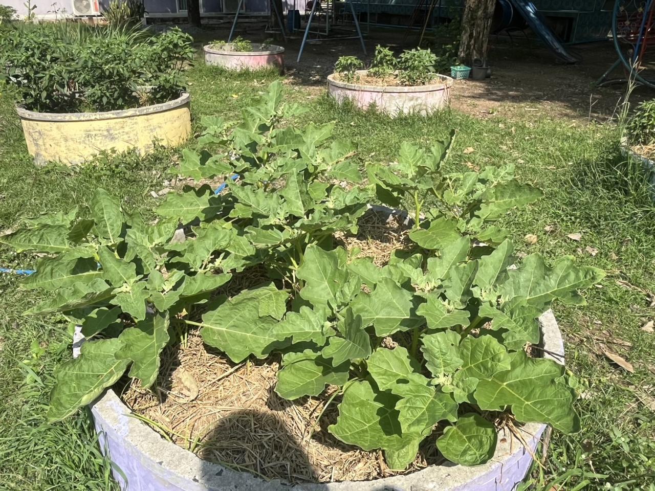 ภาพประกอบที่ 5