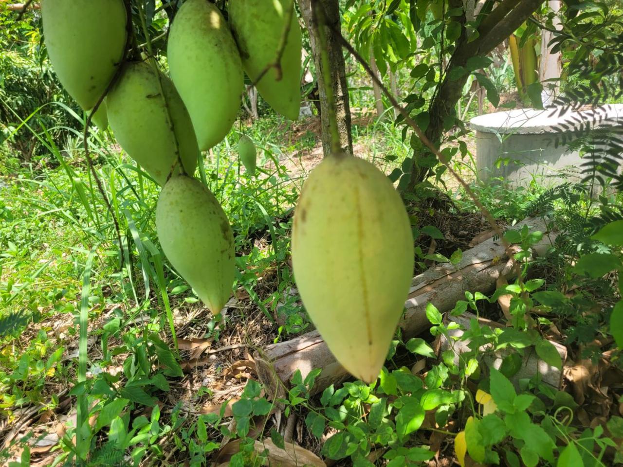 ภาพประกอบที่ 9