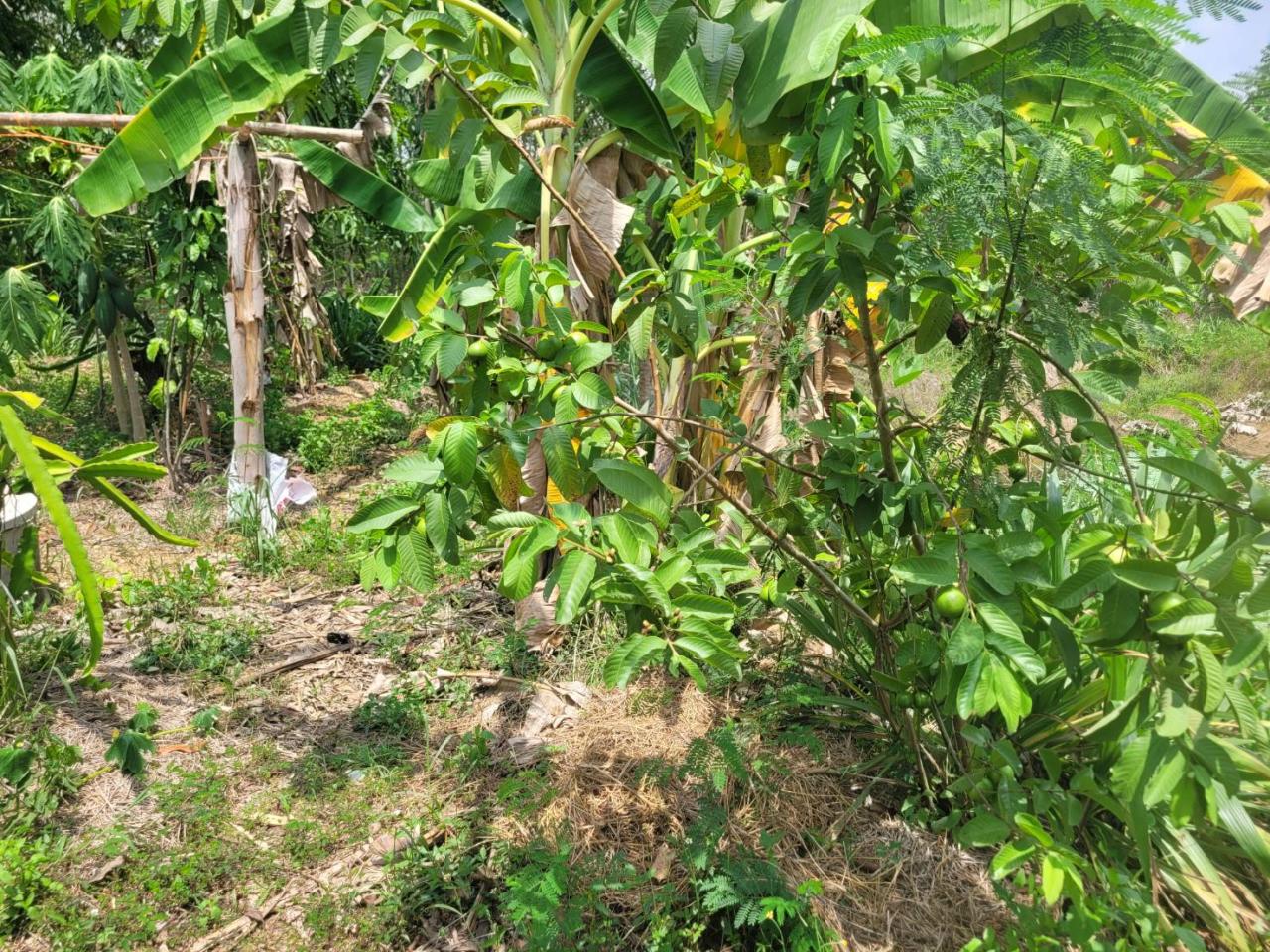 ภาพประกอบที่ 10