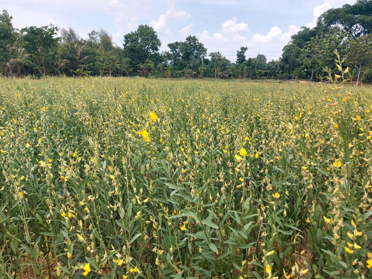 ภาพประกอบที่ 7