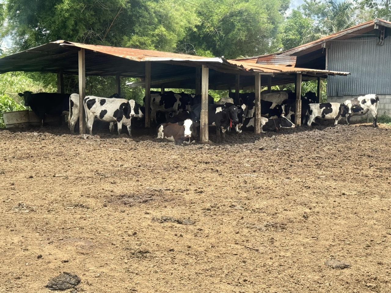 ภาพประกอบที่ 11