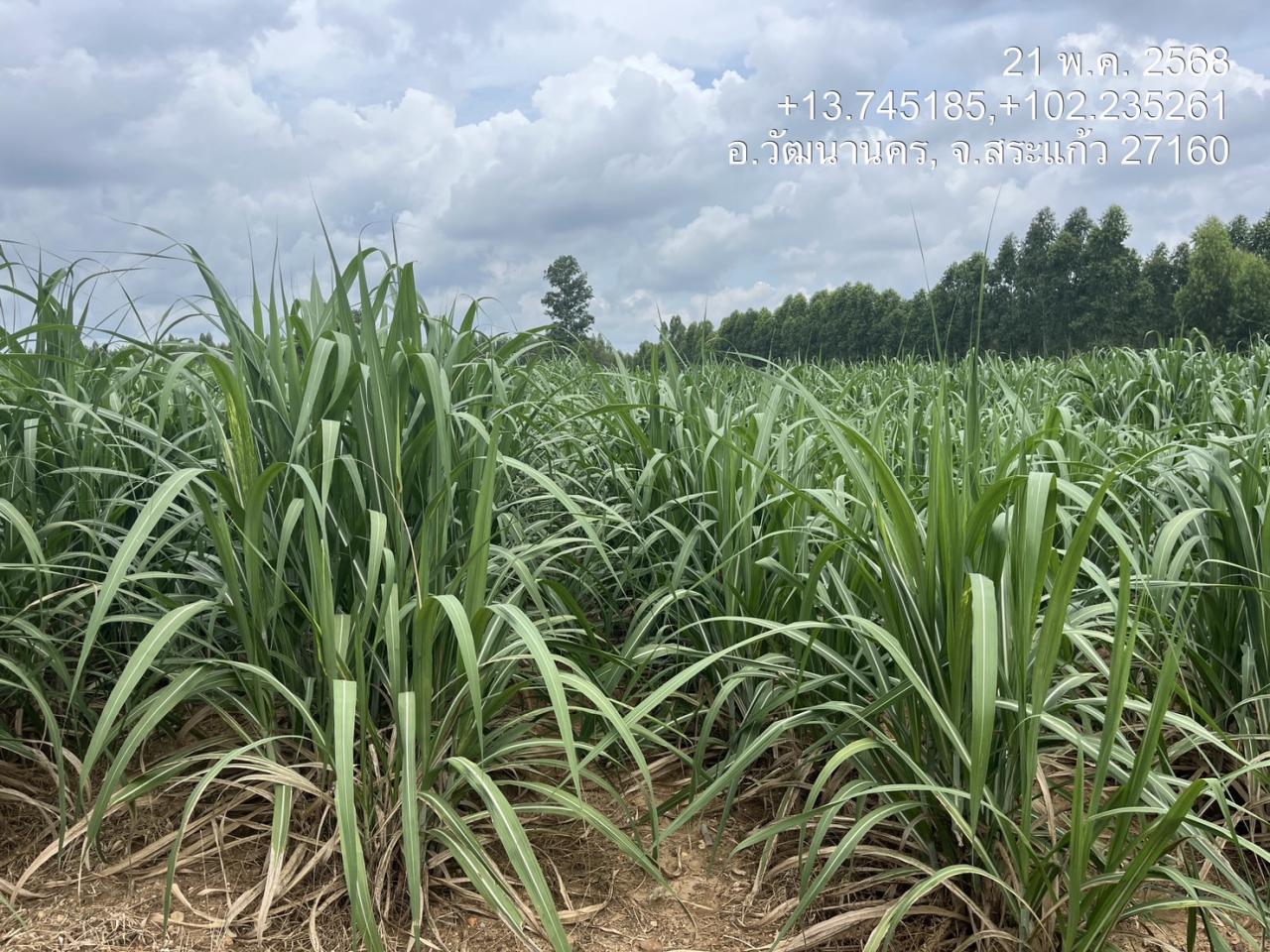 ภาพประกอบที่ 9