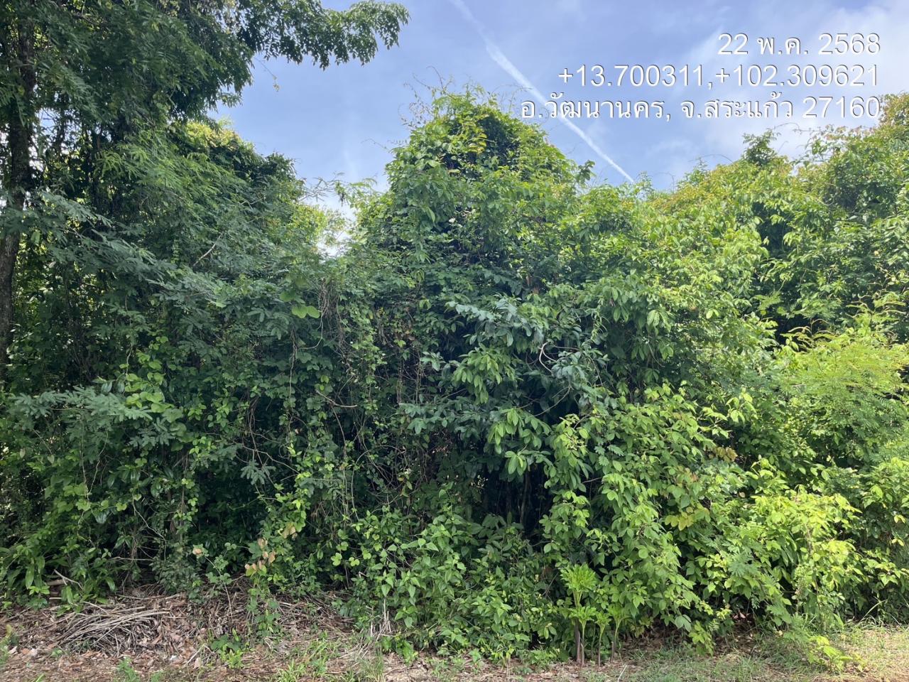 ภาพประกอบที่ 13