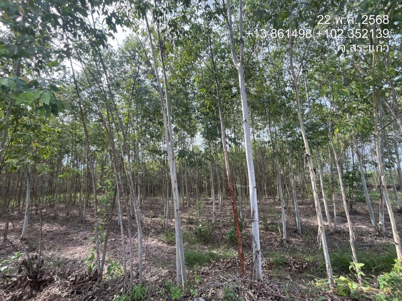 ภาพประกอบที่ 14