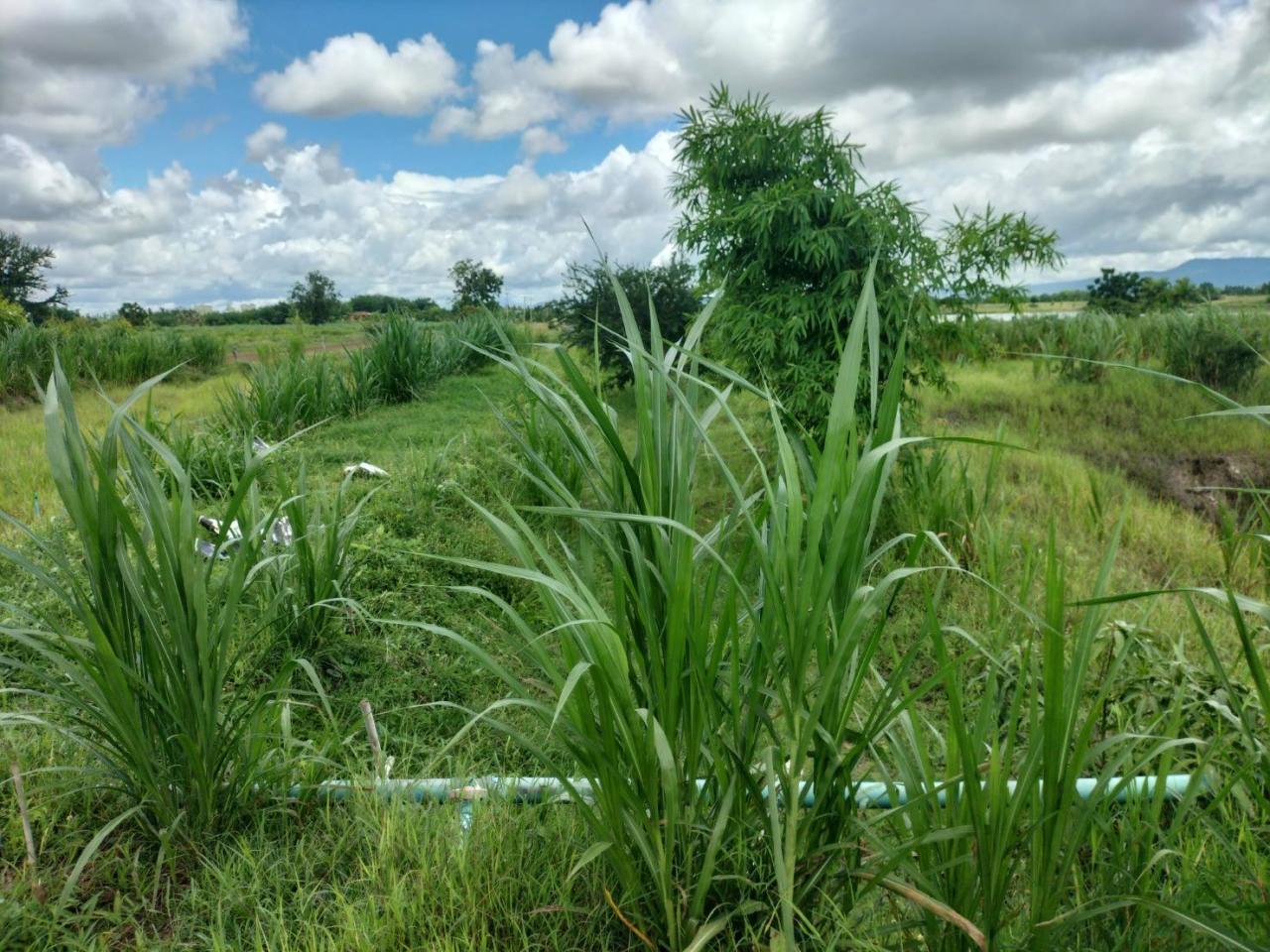 ภาพประกอบที่ 10