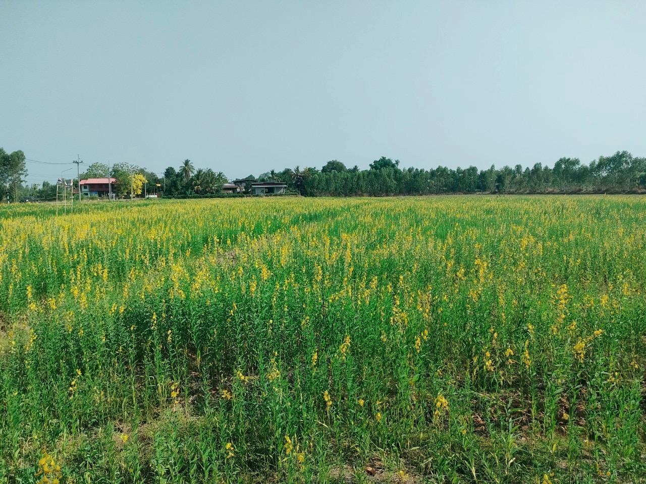 ภาพประกอบที่ 5