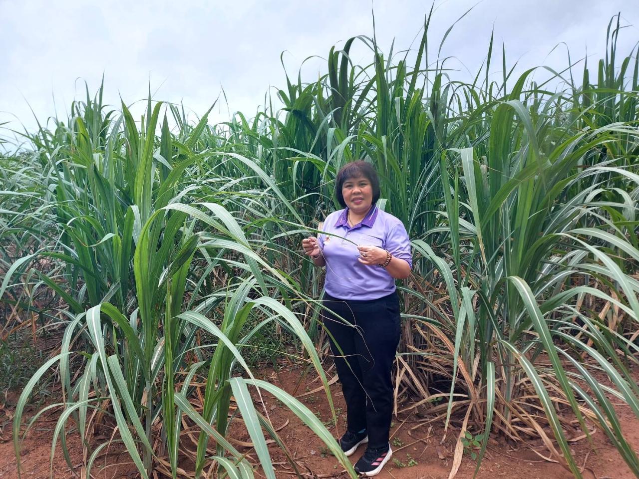 ภาพประกอบที่ 12