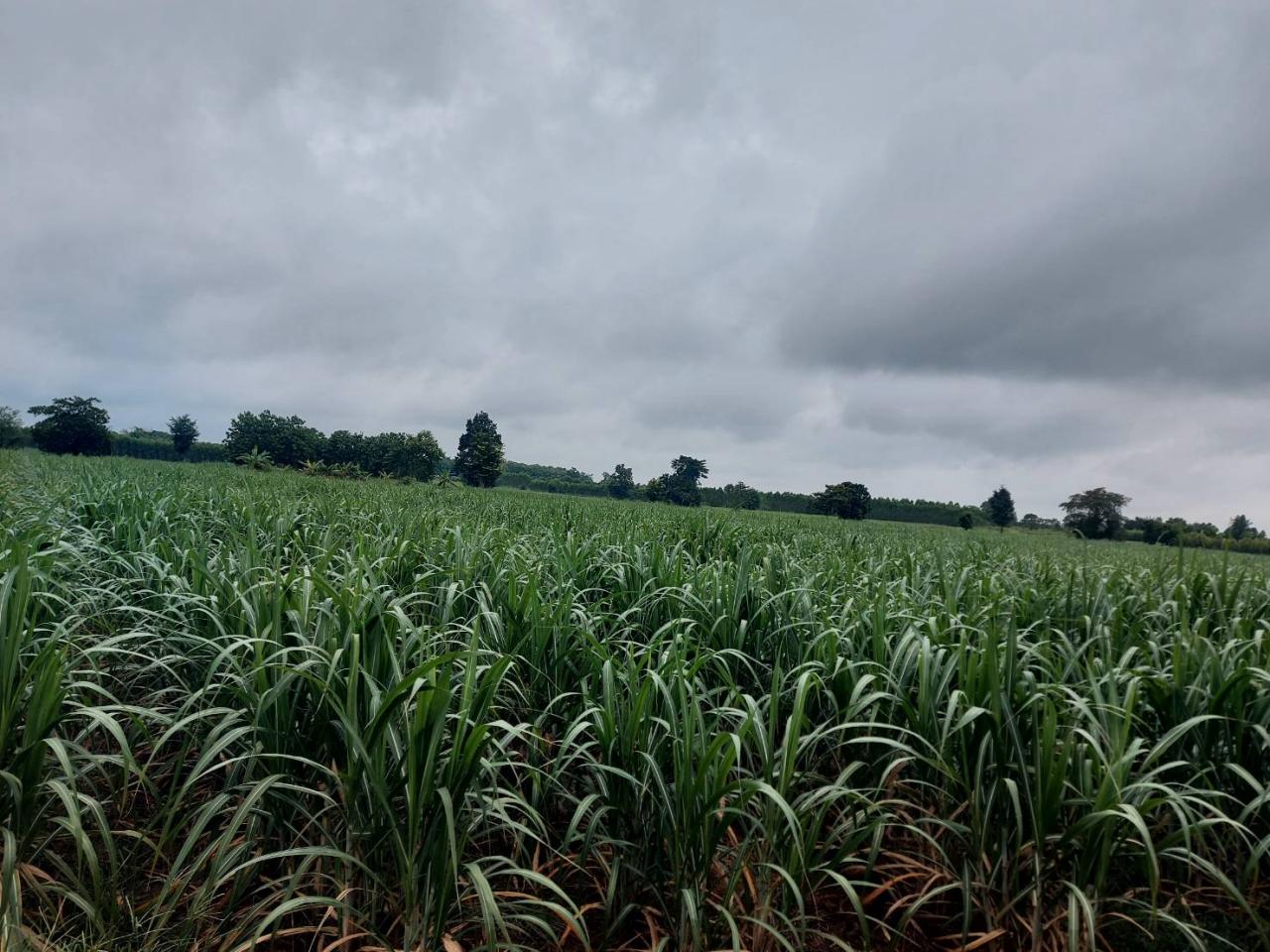 ภาพประกอบที่ 17