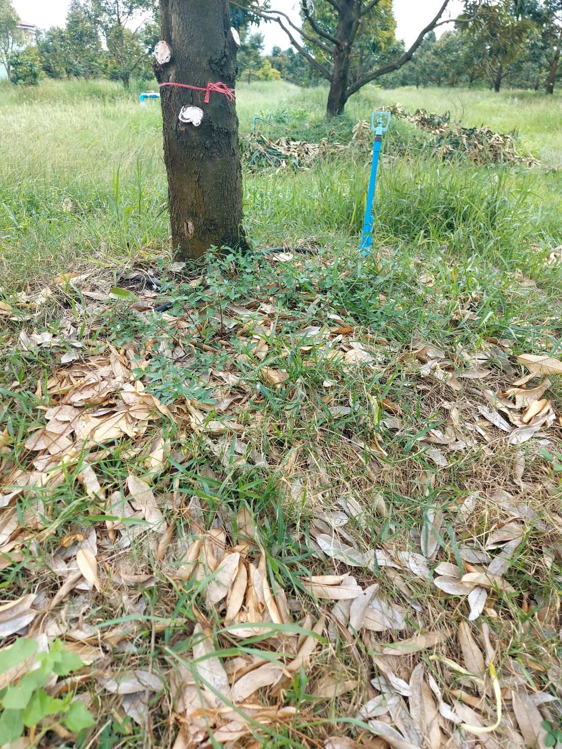 ภาพประกอบที่ 8