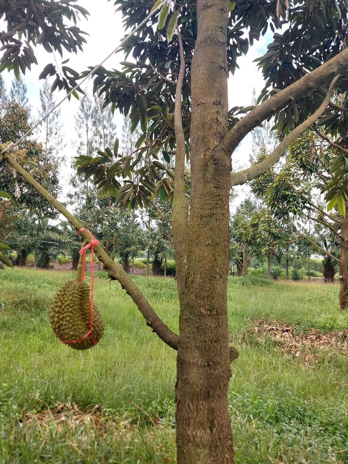 ภาพประกอบที่ 9