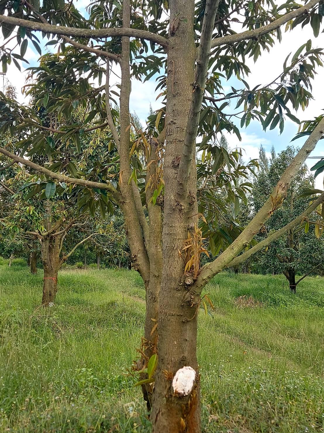 ภาพประกอบที่ 10