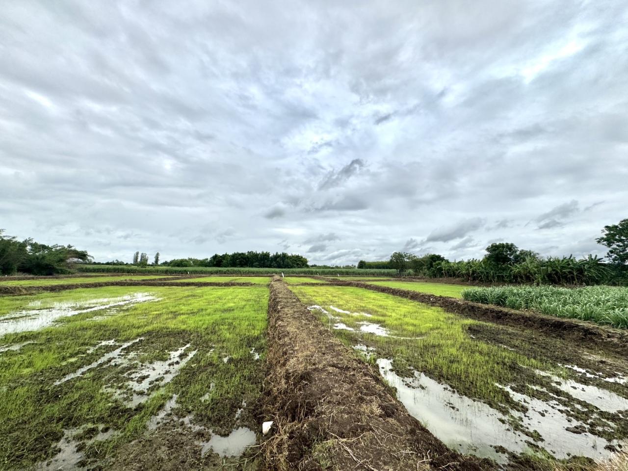 ภาพประกอบที่ 5