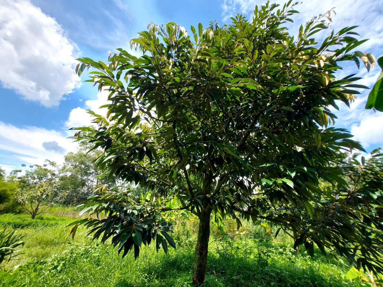 ภาพประกอบที่ 6