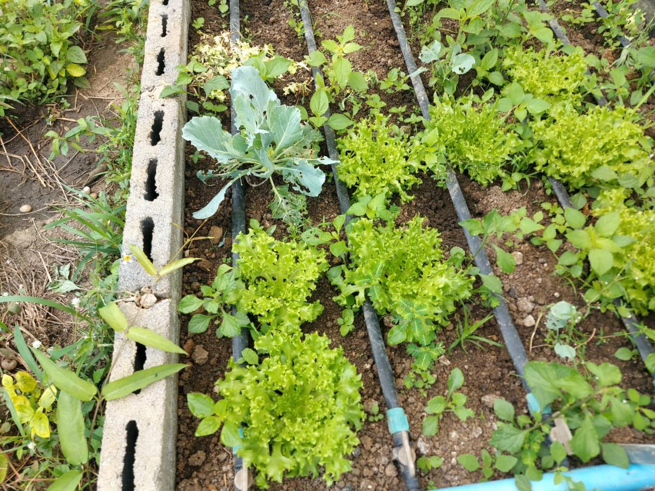 ภาพประกอบที่ 6