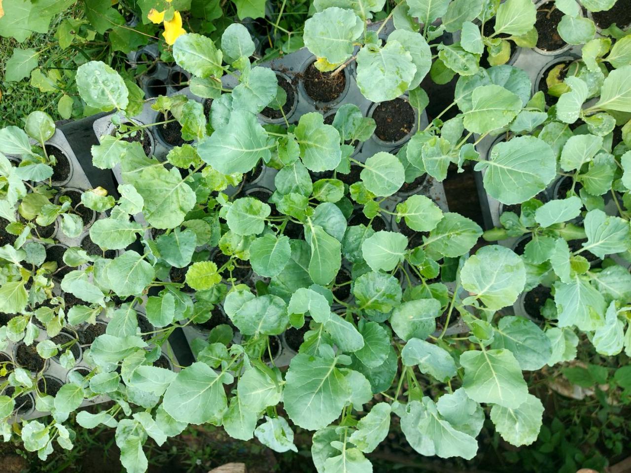 ภาพประกอบที่ 8