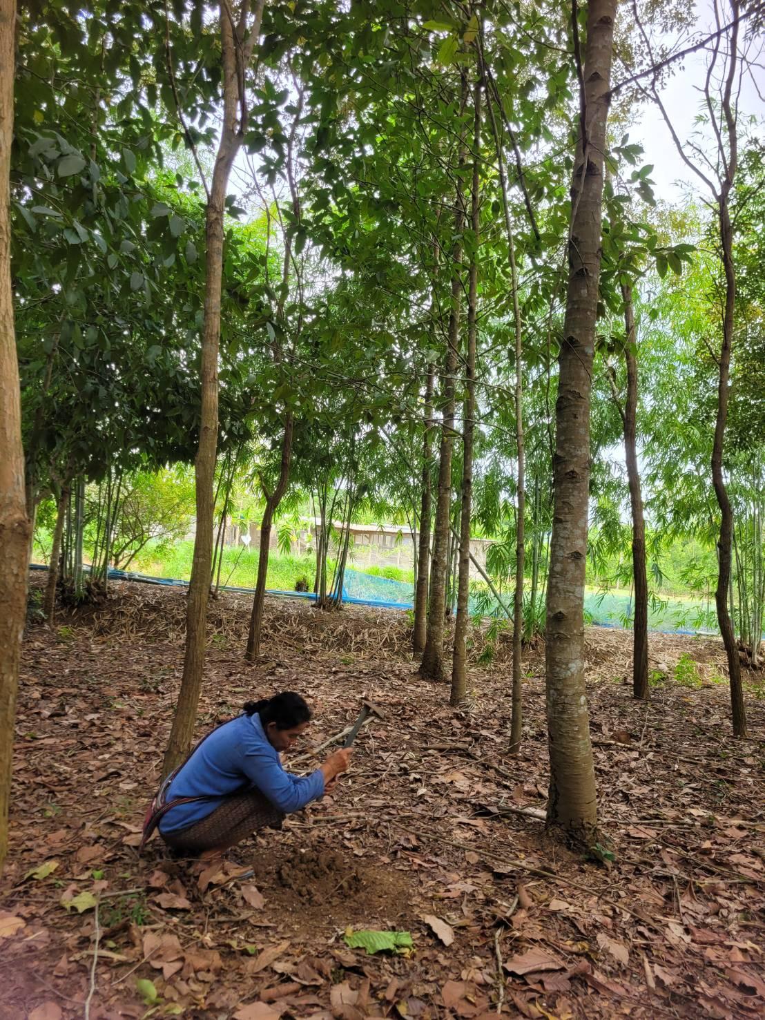 ภาพประกอบที่ 0