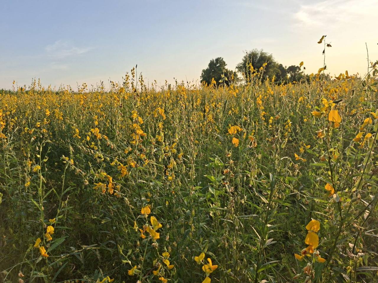 ภาพประกอบที่ 5