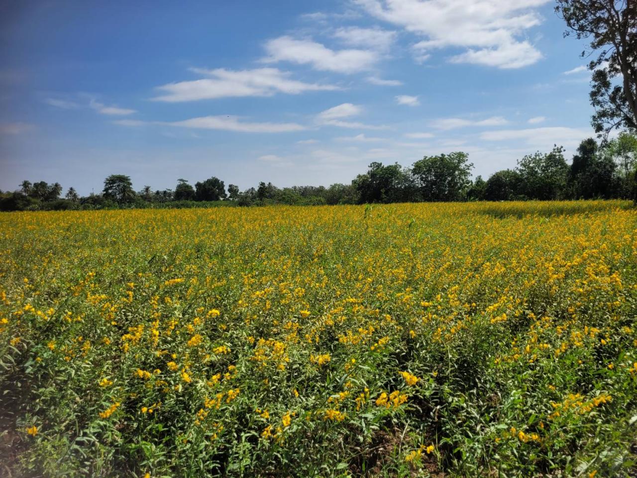 ภาพประกอบที่ 5