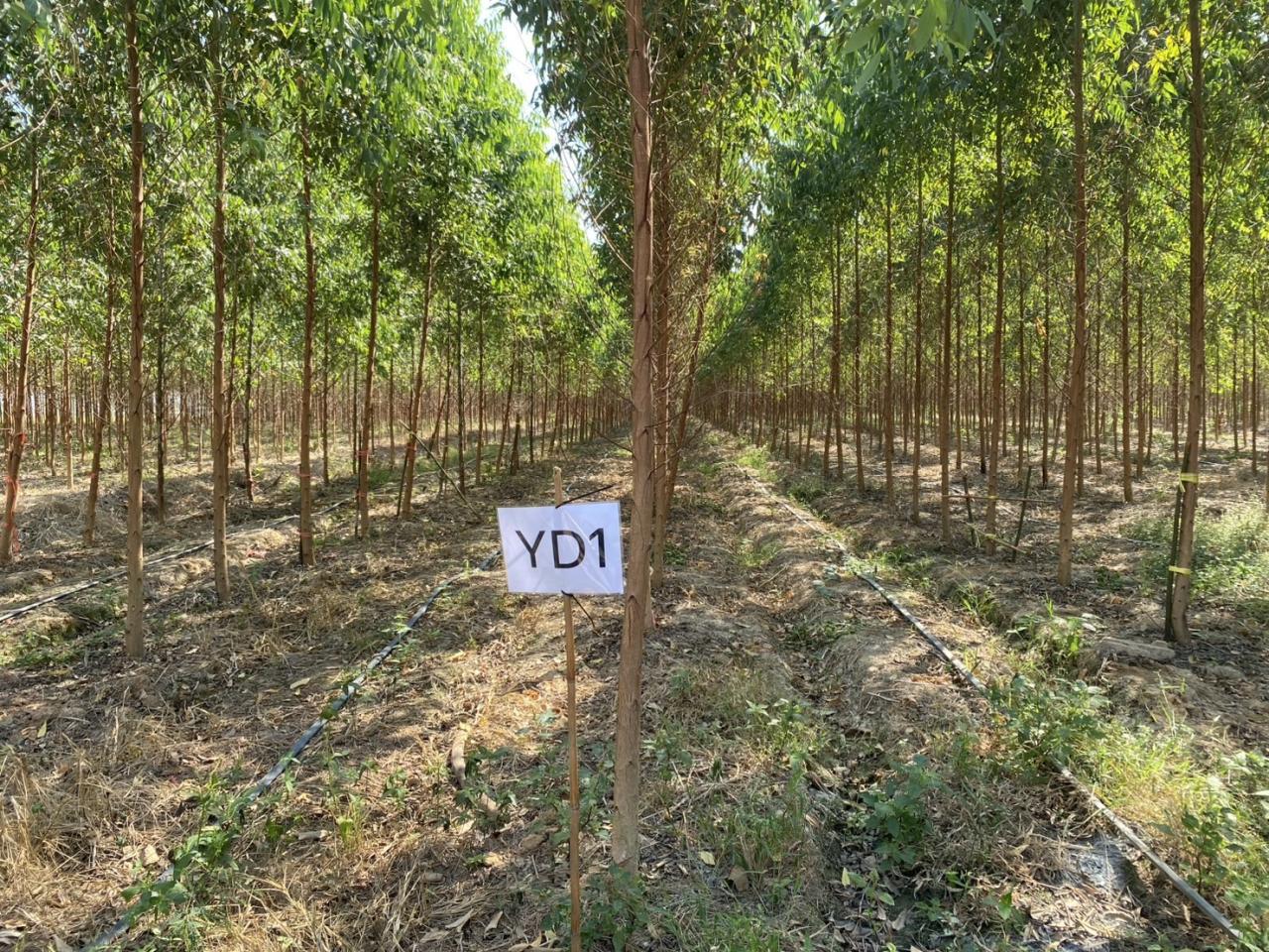 ภาพประกอบที่ 7