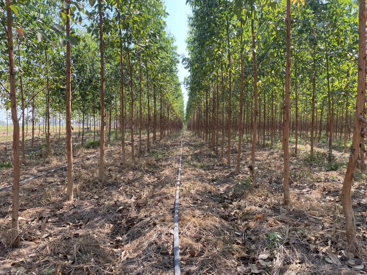 ภาพประกอบที่ 8