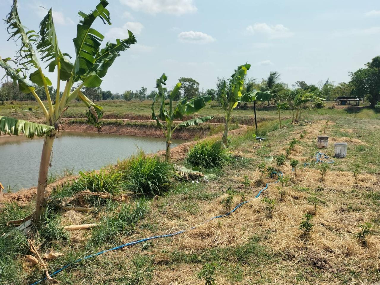 ภาพประกอบที่ 5