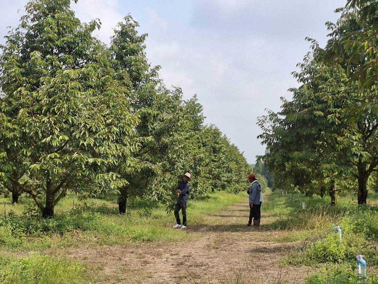 ภาพประกอบที่ 7