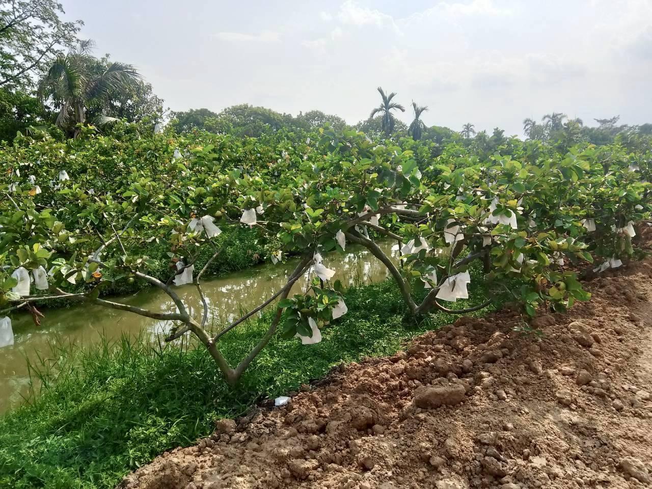 ภาพประกอบที่ 4