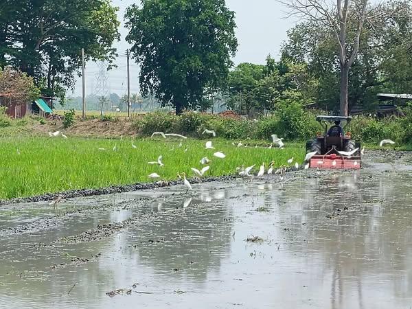 ภาพประกอบที่ 2