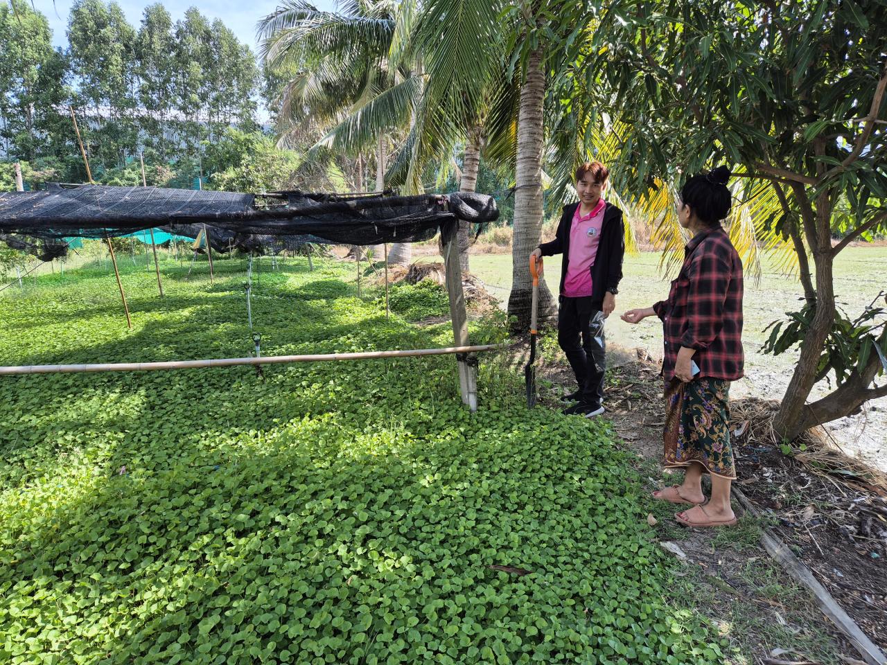 ภาพประกอบที่ 5