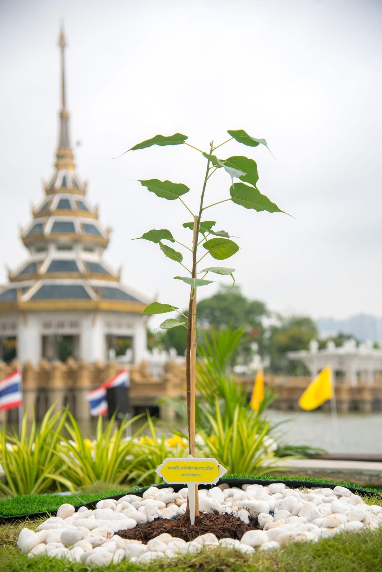 ภาพประกอบที่ 3