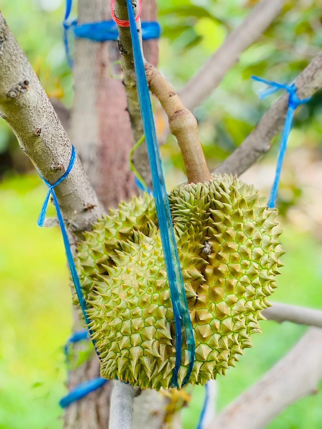 ภาพประกอบที่ 5