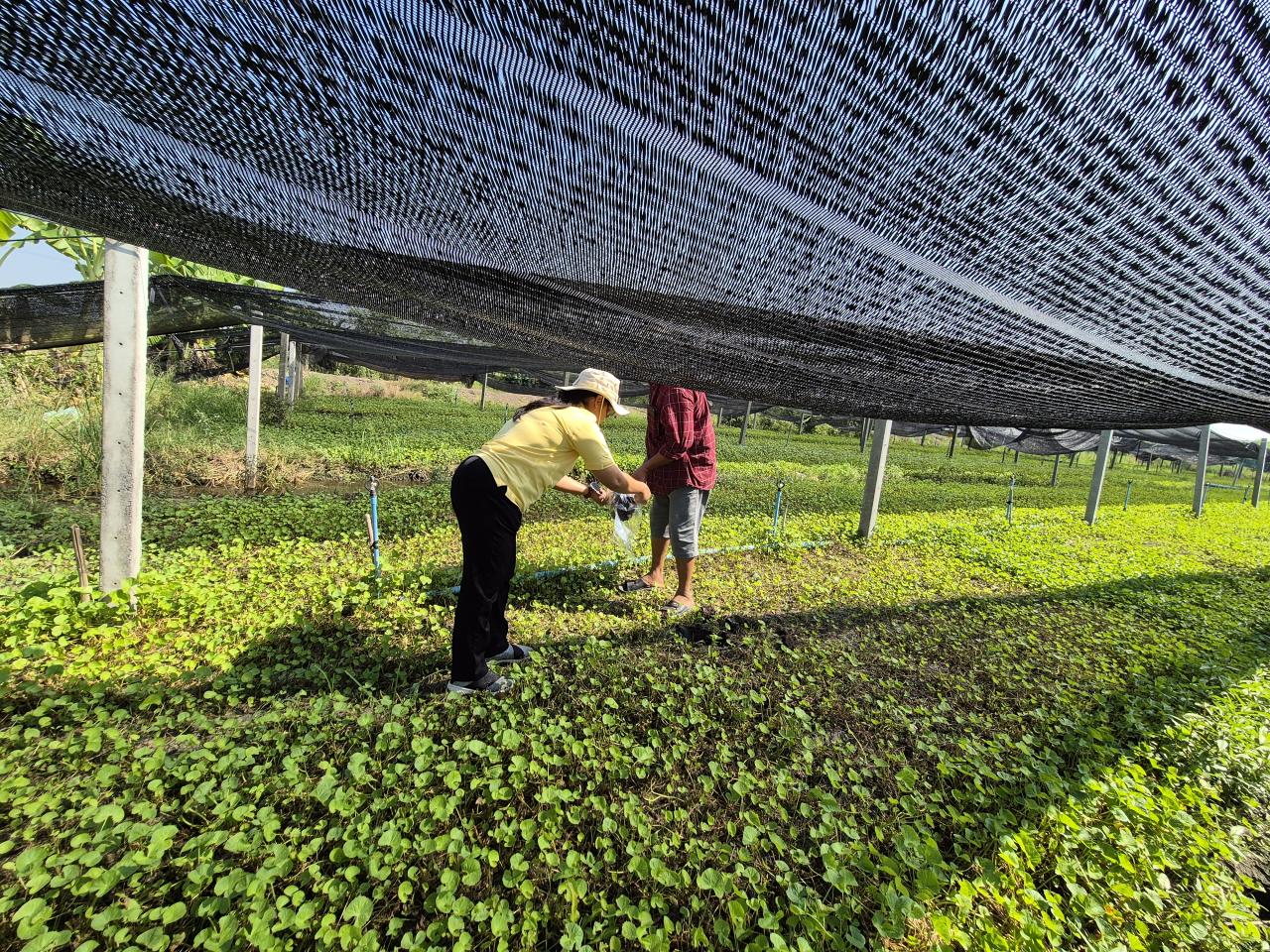 ภาพประกอบที่ 2