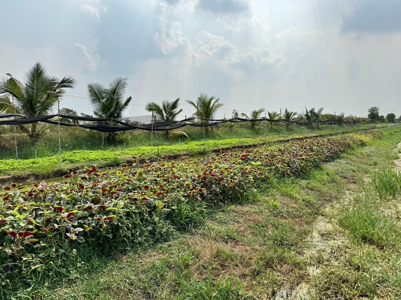 ภาพประกอบที่ 19