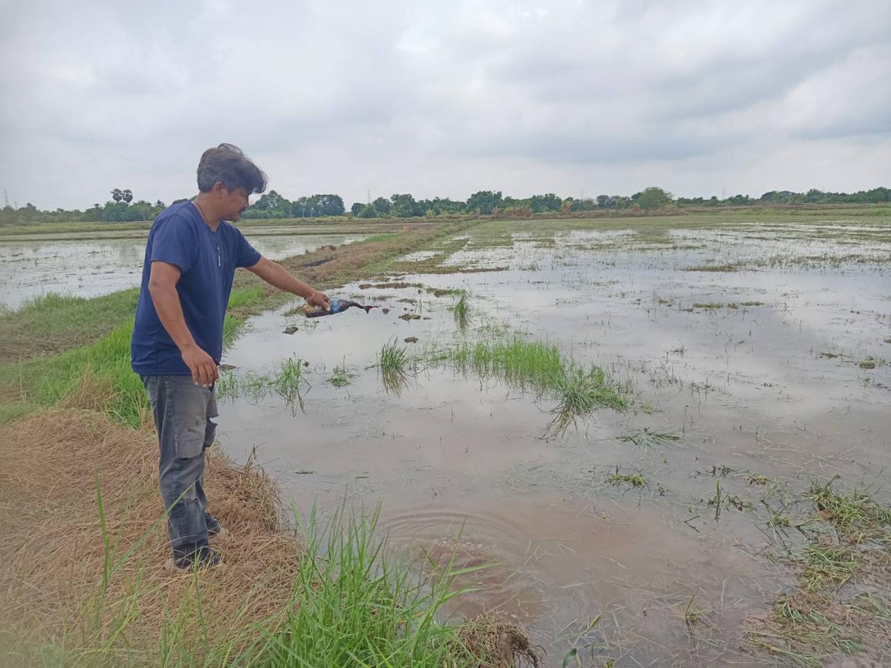 ภาพประกอบที่ 4
