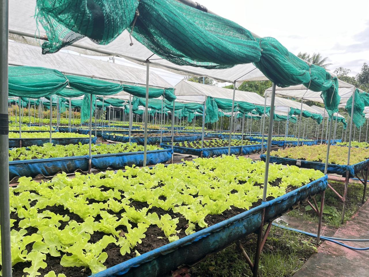 ภาพประกอบที่ 5