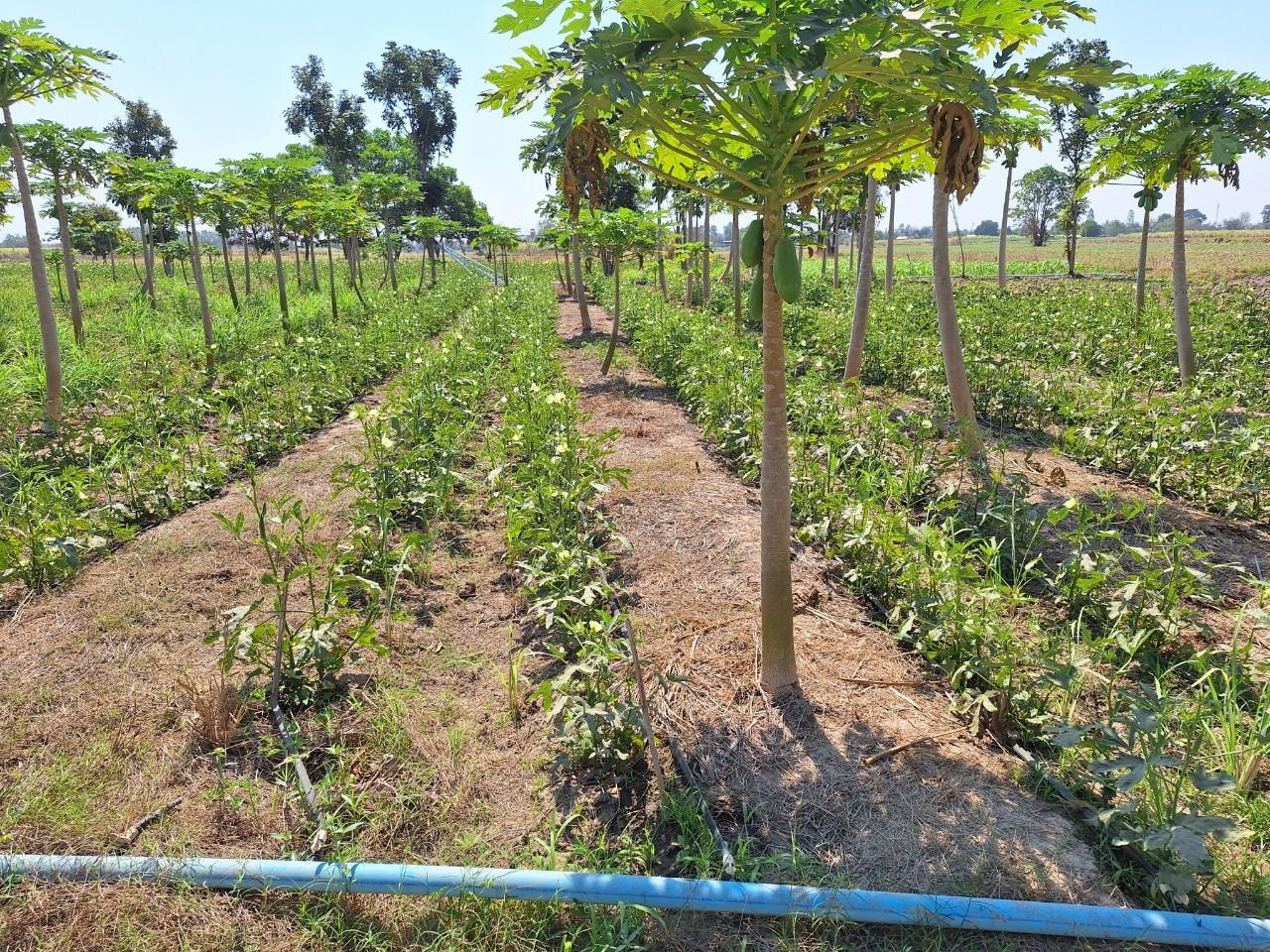 ภาพประกอบที่ 7