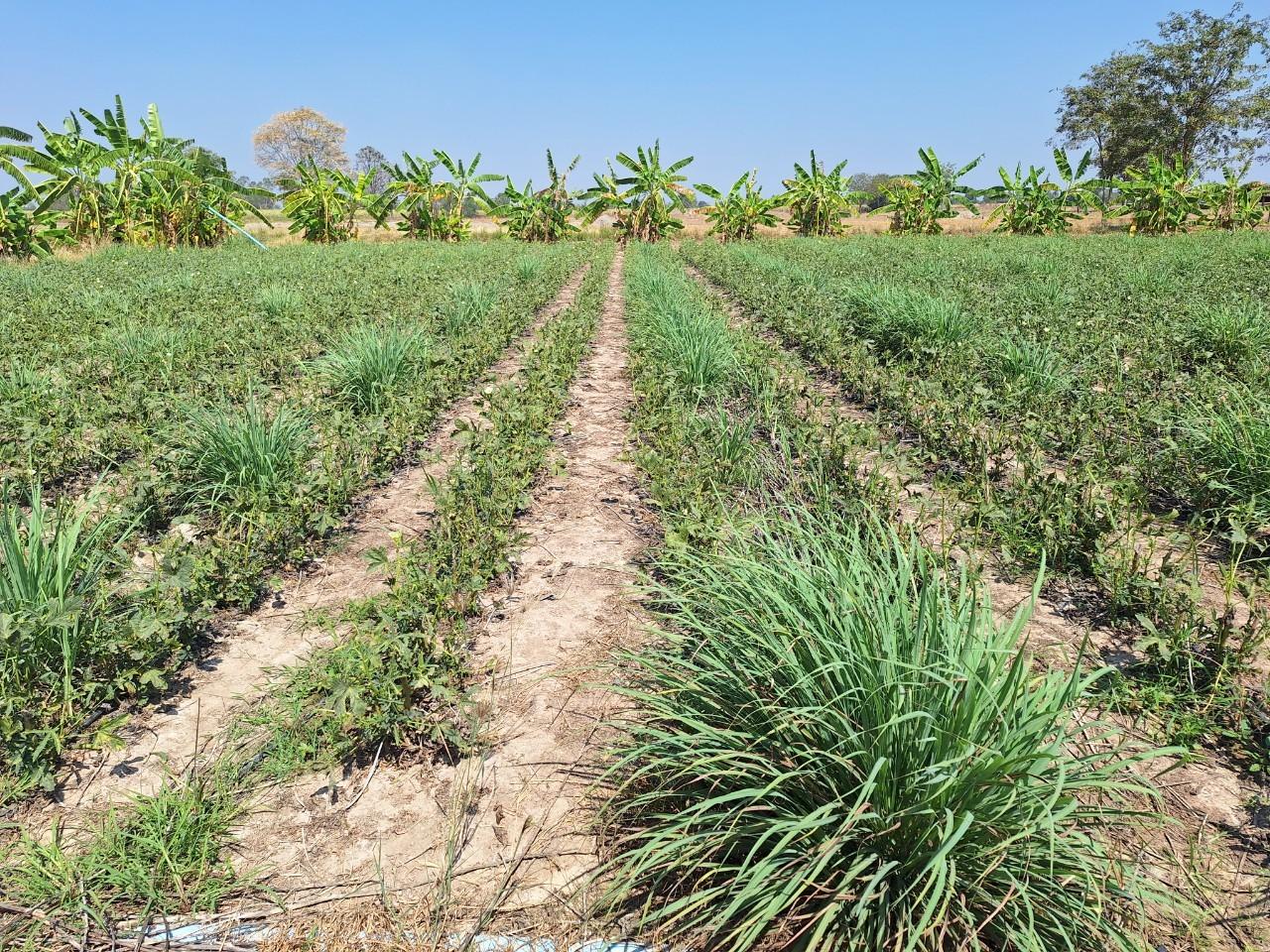 ภาพประกอบที่ 8