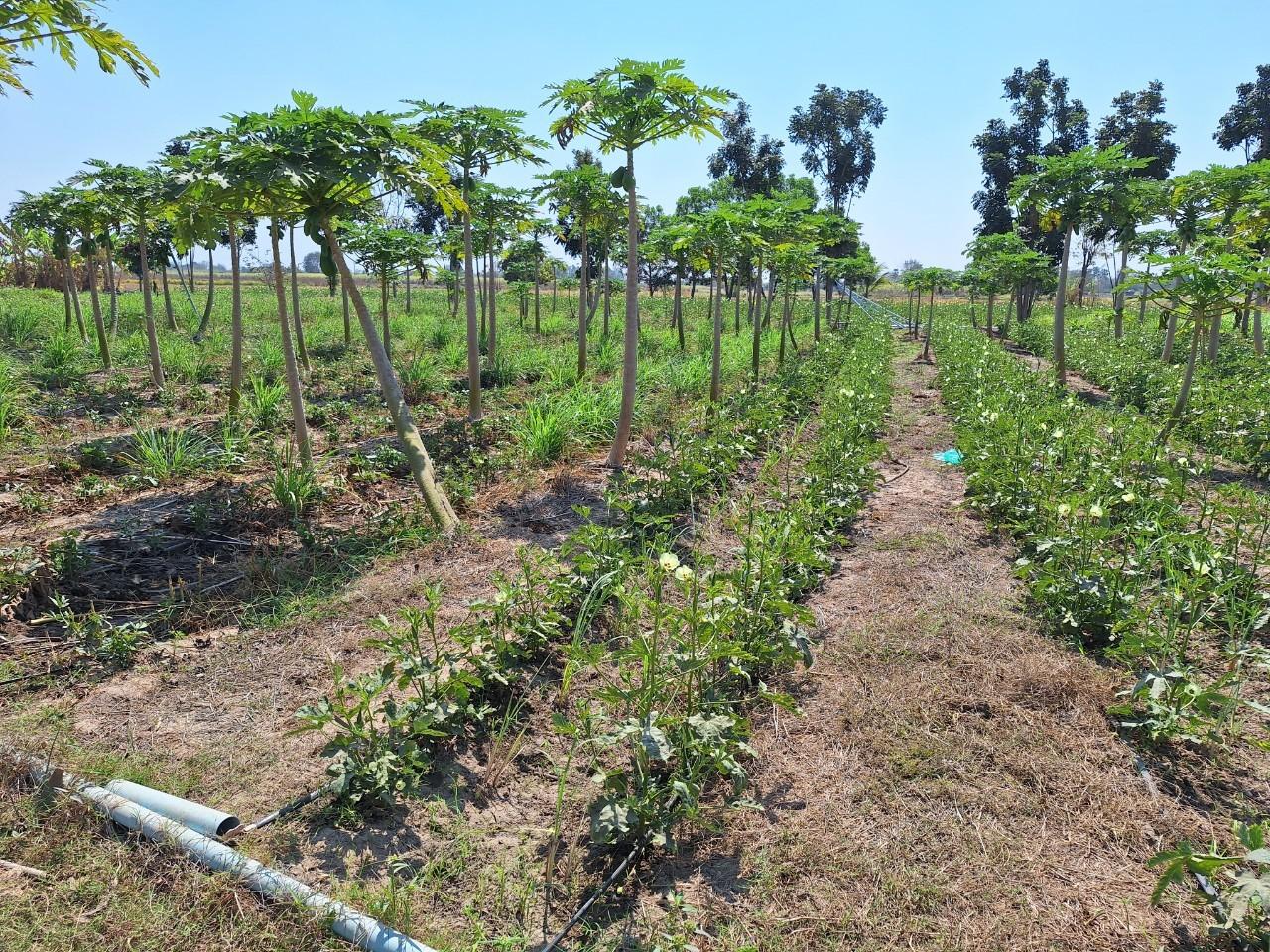 ภาพประกอบที่ 9