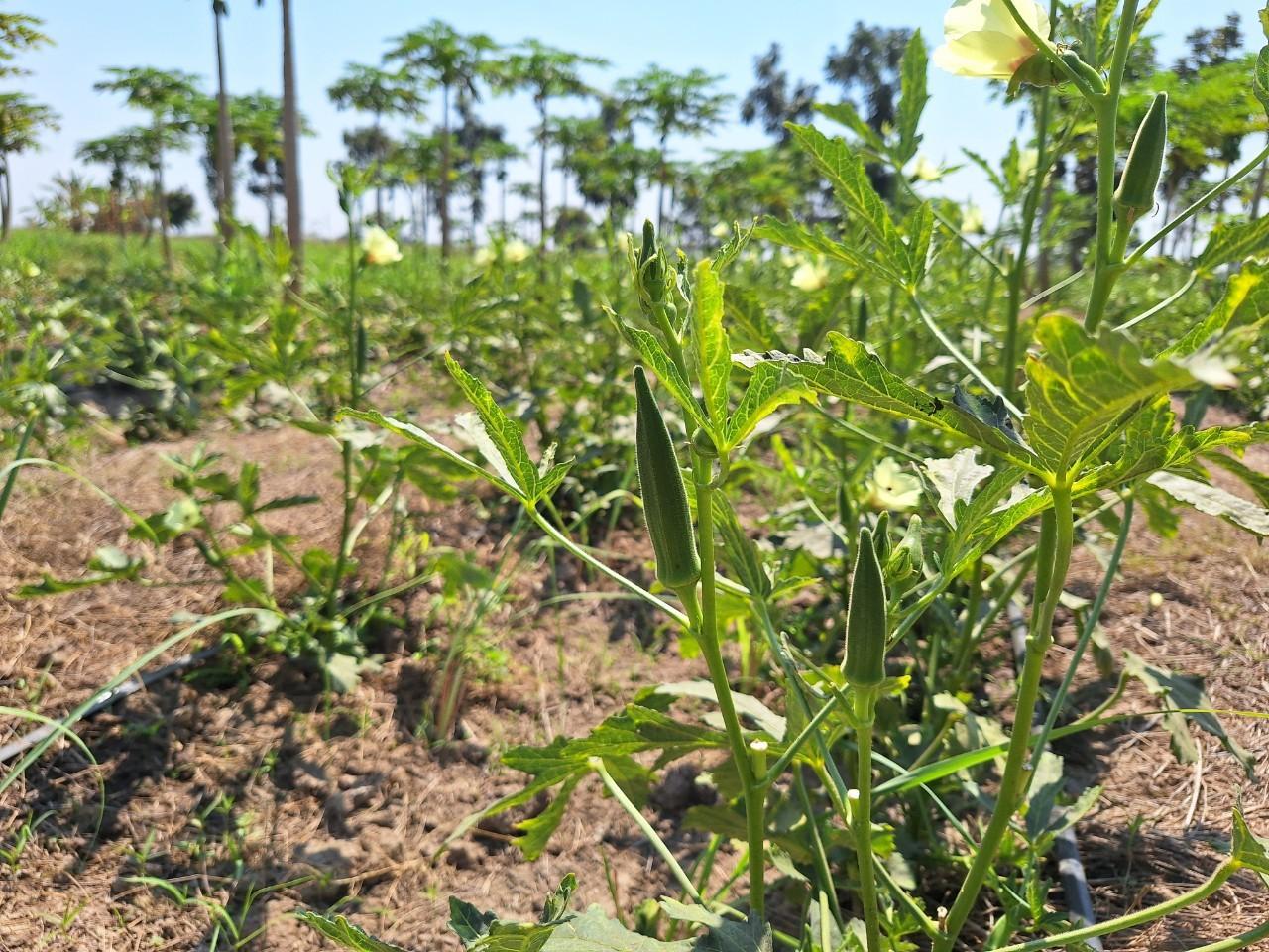ภาพประกอบที่ 10